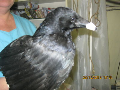 IMG 0935